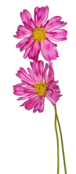 Studio Colpo Magenta Colorato Cosmos Fiori Isolato Sfondo Bianco Ampia — Foto Stock