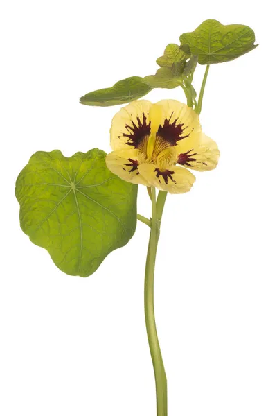 Studio Shot Yellow Colored Nasturtium Flower Izolowane Białym Tle Duża — Zdjęcie stockowe