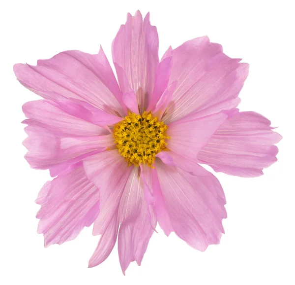 Studio Shot Pink Colored Cosmos Flower Aislado Sobre Fondo Blanco —  Fotos de Stock