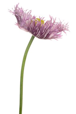 Mor Renkli Gelincik Çiçeğinin Stüdyo Çekimi Beyaz Arkaplanda İzole Edildi. Geniş Alan Derinliği (DOF). Makro. Yakın plan..