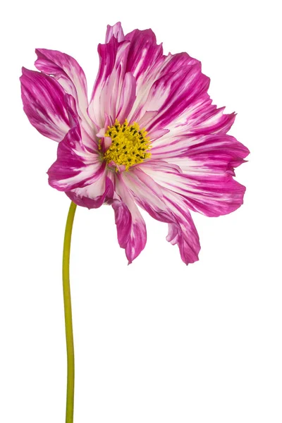 Studio Colpo Magenta Colorato Cosmos Fiore Isolato Sfondo Bianco Ampia — Foto Stock