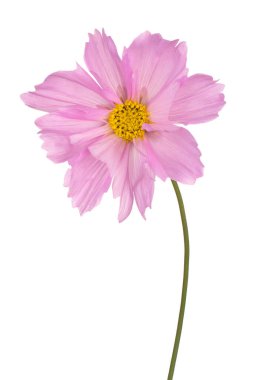 Pembe Kozmos Çiçeği 'nin Stüdyo Çekimi Beyaz Arkaplanda İzole Edildi. Geniş Alan Derinliği (DOF). Makro. Yakın plan..