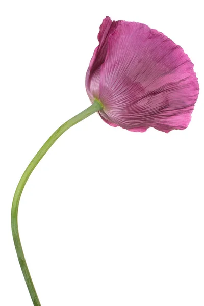 Studio Shot Couleur Pourpre Fleur Pavot Isolé Sur Fond Blanc — Photo