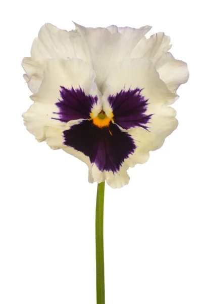 Studio Shot White Colored Pansy Flower Isolado Fundo Branco Grande — Fotografia de Stock