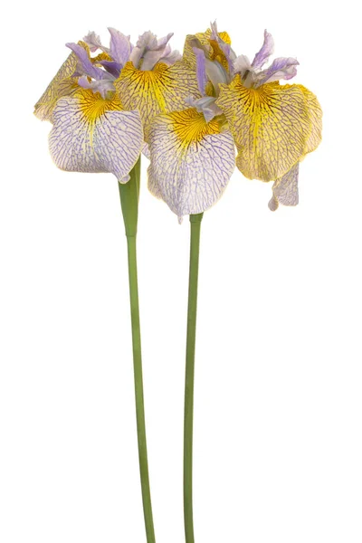 Estúdio Tiro Flores Íris Coloridas Azuis Amarelas Isoladas Fundo Branco — Fotografia de Stock