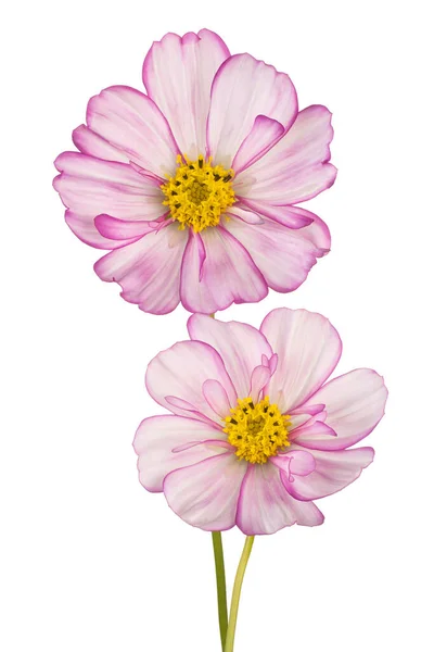 Estúdio Tiro Magenta Colorido Cosmos Flores Isoladas Fundo Branco Grande — Fotografia de Stock