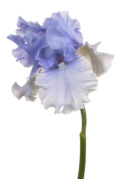 Studio Shot Blue Colored Iris Bloem Geïsoleerd Witte Achtergrond Grote — Stockfoto