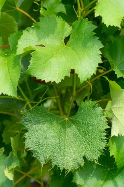 Üzüm Yapraklarında Herbisit Hasarı Belirtileri.