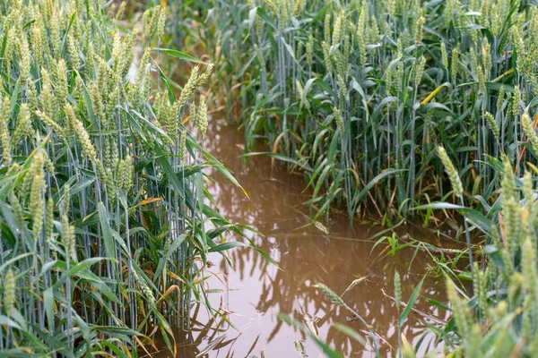 紧要关头雨水淹没的麦田 — 图库照片