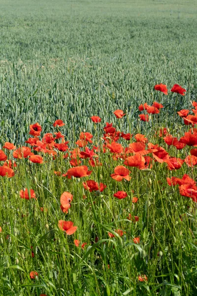Red Poppies Weeds Wheat Field — Stok Foto