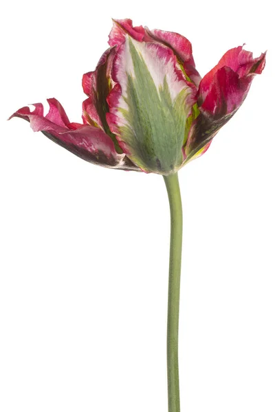 Studio Shot Van Rood Gekleurde Tulp Bloem Geïsoleerd Witte Achtergrond — Stockfoto