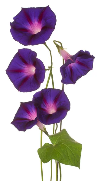 Studio Shot Purple Colored Morning Glory Flowers Geïsoleerd Witte Achtergrond Rechtenvrije Stockfoto's