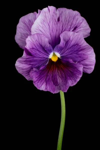 Studio Shot Violet Colored Pansy Flower Sur Fond Noir Grande — Photo