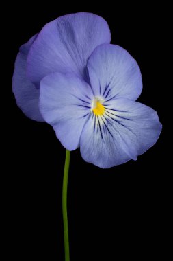 Siyah Arkaplanda Mavi Renkli İbne Çiçeği Stüdyosu. Geniş Alan Derinliği (DOF). Makro. Yakın plan..