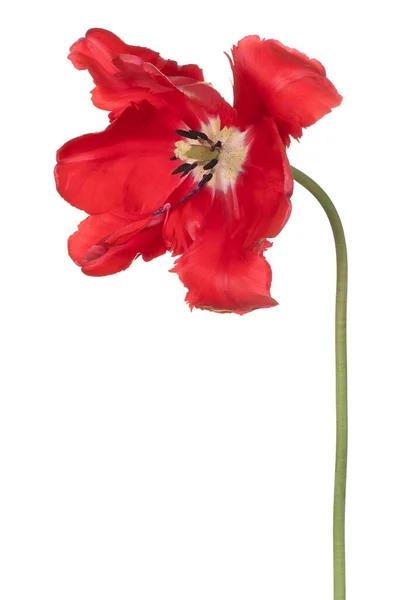 Stúdió Lövés Piros Színű Tulipán Virág Elszigetelt Fehér Háttér Nagy — Stock Fotó