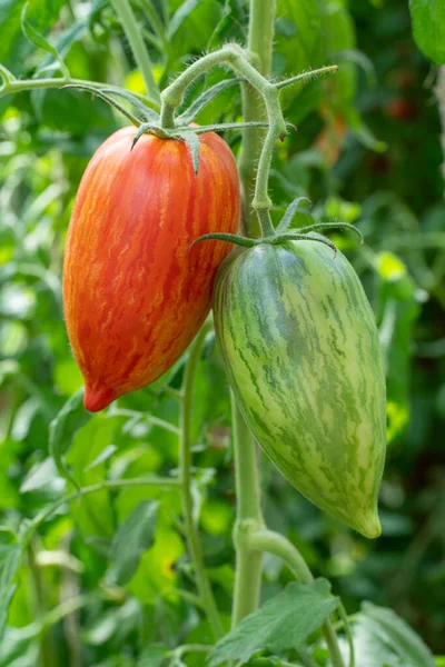 Tomatplantor Med Frukt Odlas Växthus Makro — Stockfoto