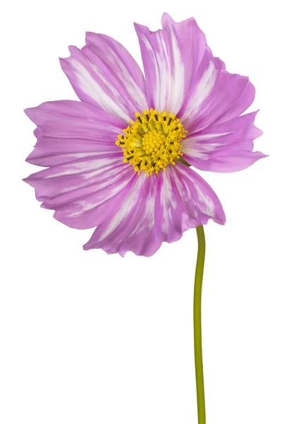 Pembe Kozmos Çiçeği Nin Stüdyo Çekimi Beyaz Arkaplanda Zole Edildi — Stok fotoğraf