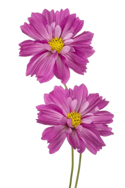 Studio Shot Von Magenta Farbigen Kosmos Blumen Isoliert Auf Weißem — Stockfoto