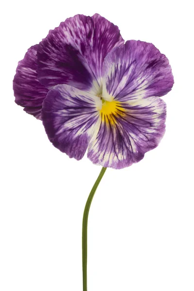 Studio Shot Van Violet Colored Pansy Flower Geïsoleerd Witte Achtergrond — Stockfoto