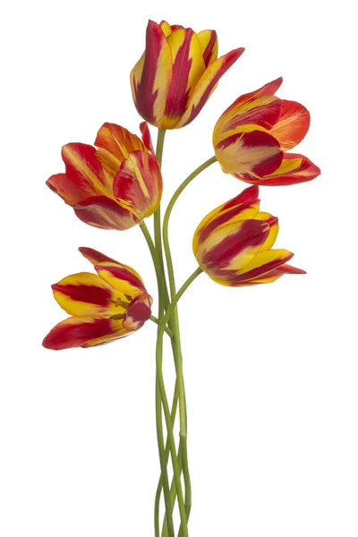 Beyaz Arka Plan Üzerinde Izole Kırmızı Sarı Renkli Lale Çiçek — Stok fotoğraf