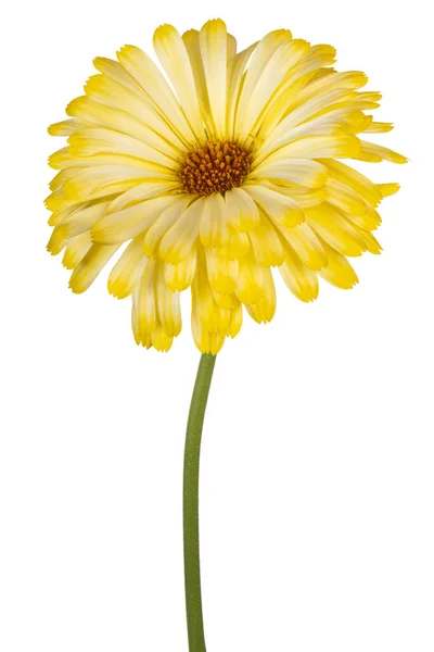 Estúdio Tiro Amarelo Colorido Calêndula Flor Isolado Fundo Branco Grande — Fotografia de Stock