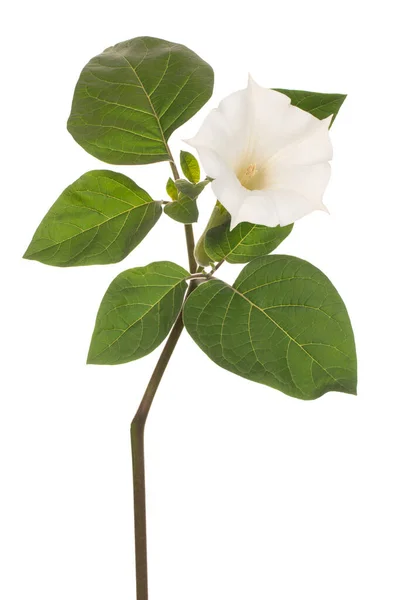Studio Shot White Color Datura Flower Aislado Sobre Fondo Blanco — Foto de Stock