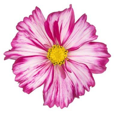 Magenta Renkli Kozmos Çiçeği 'nin Stüdyo Çekimi Beyaz Arkaplanda İzole Edildi. Geniş Alan Derinliği (DOF). Makro. Yakın plan..