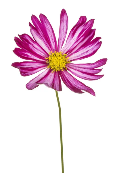 Studio Shot Magenta Colored Cosmos Flower Aislado Sobre Fondo Blanco —  Fotos de Stock