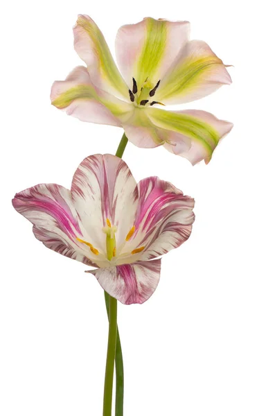 Studio Shot Multicolored Tulip Flowers Izolované Bílém Pozadí Velká Hloubka Royalty Free Stock Obrázky