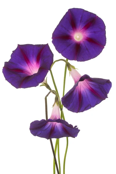 Studio Shot Purple Barevné Ranní Slávy Květiny Izolované Bílém Pozadí Stock Fotografie