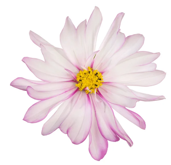 Studio Shot White Magenta Colorato Cosmos Fiore Isolato Sfondo Bianco — Foto Stock