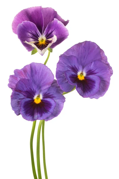 Studio Shot Blue Colored Pansy Flowers Aislado Sobre Fondo Blanco Imagen de archivo