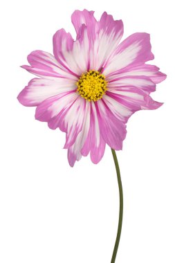 Magenta Renkli Kozmos Çiçeği 'nin Stüdyo Çekimi Beyaz Arkaplanda İzole Edildi. Geniş Alan Derinliği (DOF). Makro. Yakın plan..