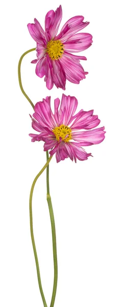 Studio Shot Von Magenta Farbigen Kosmos Blumen Isoliert Auf Weißem — Stockfoto
