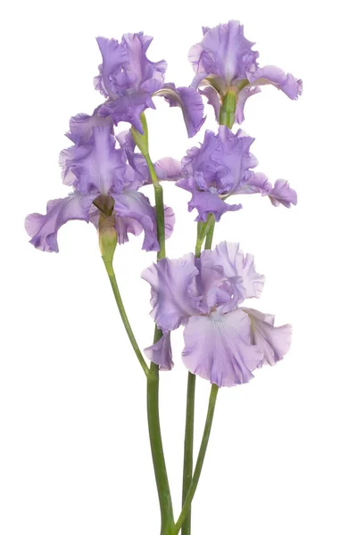 Photo Studio Fleurs Iris Couleur Lilas Isolées Sur Fond Blanc — Photo