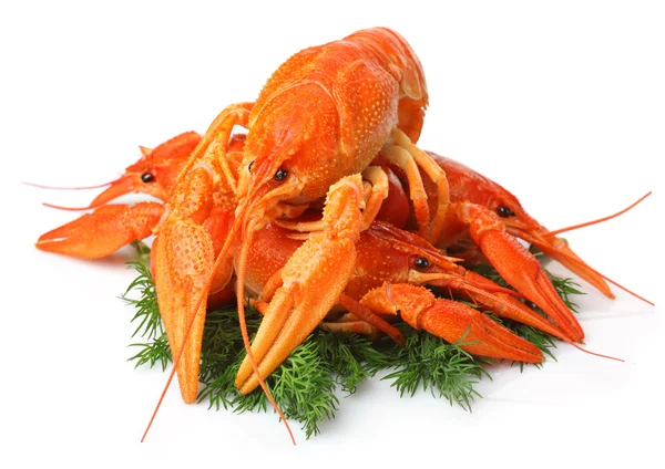 Heap of red lobsters with dill garnish isolated on white — Stock Photo, Image