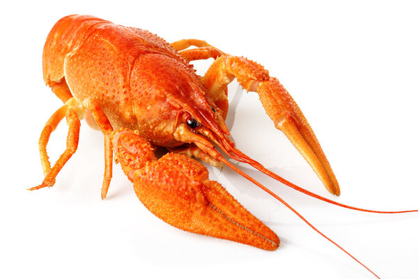 Large red lobster isolated on white