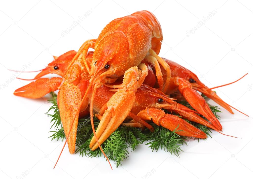 Heap of red lobsters with dill garnish isolated on white