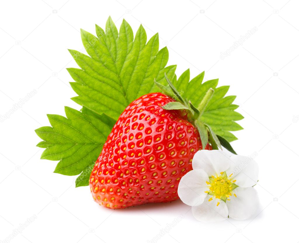 Strawberries with leaves and blossom isolated on a white