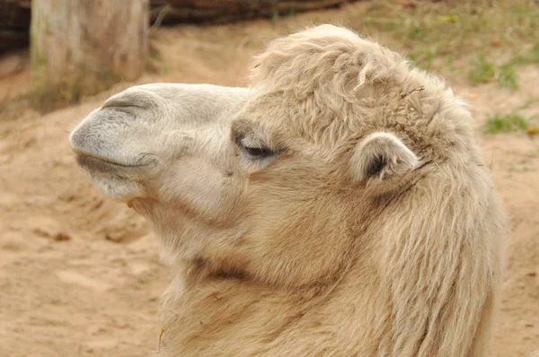 Head camel — Stock Photo, Image