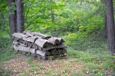 Çimlerin üzerinde yaprak döken yaşlı ağaçlar.
