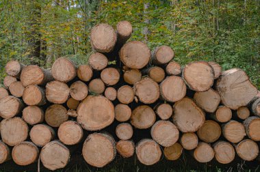 Ormanda kesilmiş çam ağaçları - odun yığını