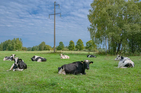 Troupeau Vaches Reposant Sur Une Prairie Verte — Photo