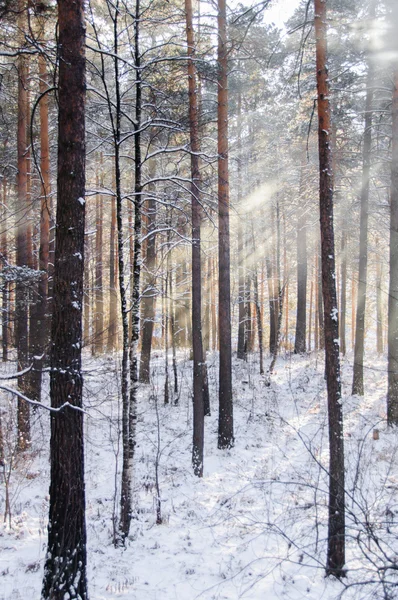 Beams through frosty fog in the winter pine wood — Stock Photo, Image