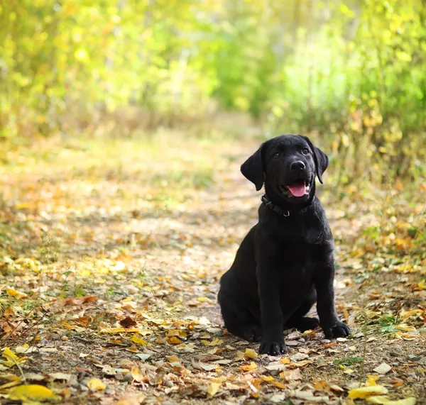 Labrador Hitam Puppy Retriever — Stok Foto