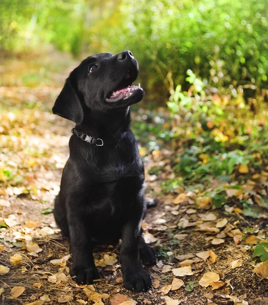 ブラックラブラドールレトリバー子犬 — ストック写真