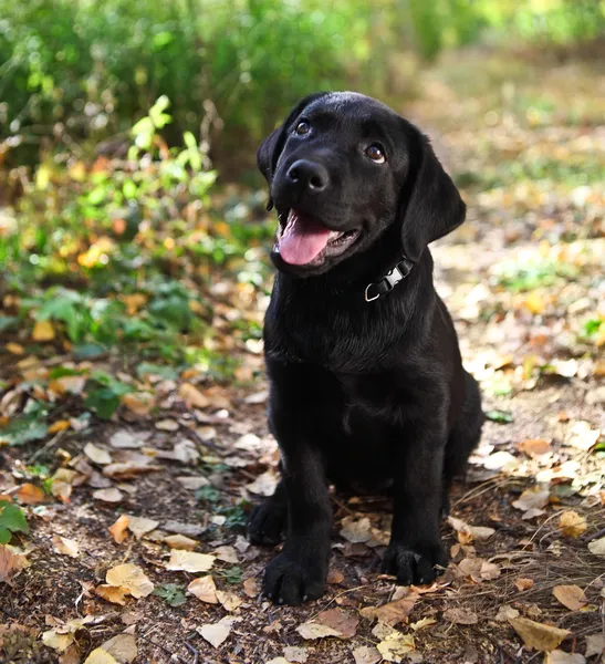 Negro labrador recuperador cachorro —  Fotos de Stock