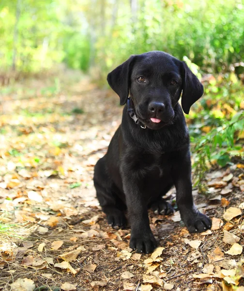 Negro labrador recuperador cachorro —  Fotos de Stock