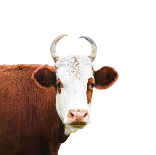 Retrato de cerca de la vaca blanca y marrón —  Fotos de Stock