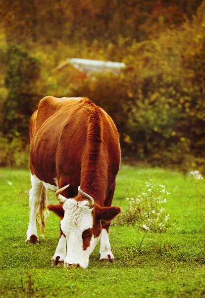 Bliska portret białe i brązowe krowy — Zdjęcie stockowe